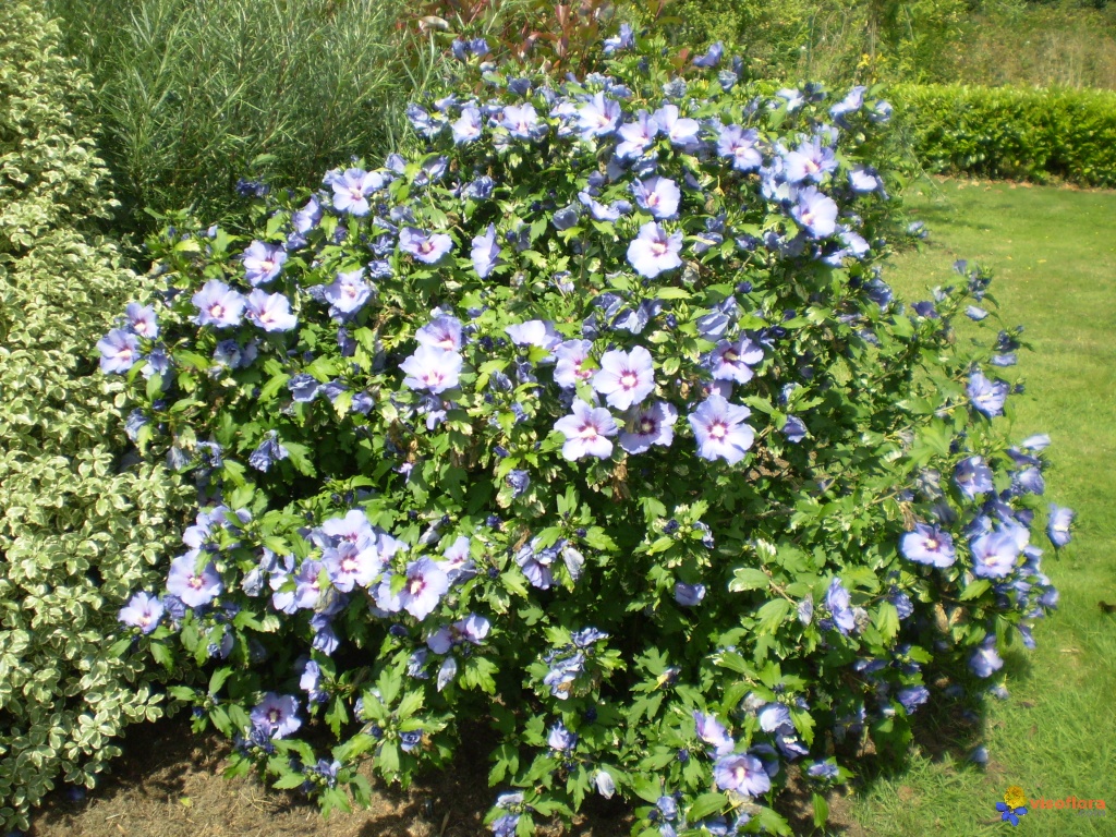 Hibiscus syriacus 'Oiseau Bleu'
